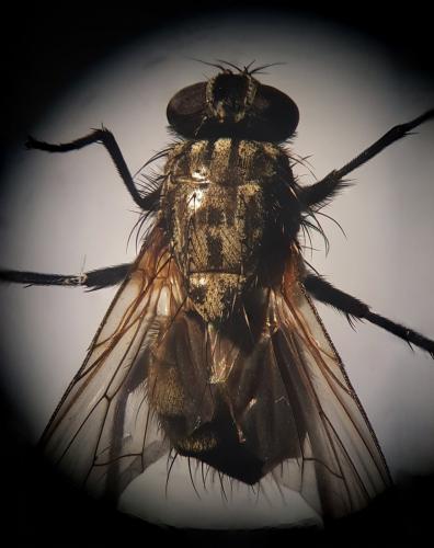 Mydaea ancilla